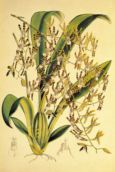 Floral for JAHRRIESNGE flowers-lpf06891  Floral JAHRRIESNGE  for flowers-lpf06891