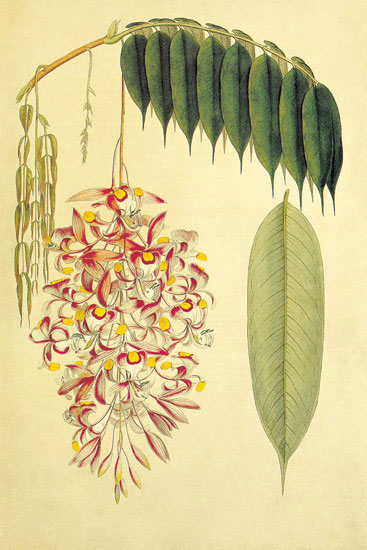 Floral for JAHRRIESNGE flowers-lpf06893  Floral JAHRRIESNGE  for flowers-lpf06893