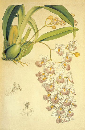 Floral for Jahrriesnge flowers-lpf06895  Floral Jahrriesnge  for flowers-lpf06895