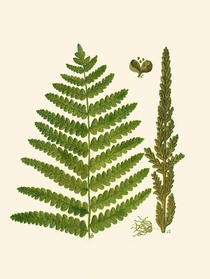 Floral for JAHRRIESNGE leaves-lpf06898  Floral JAHRRIESNGE  for leaves-lpf06898