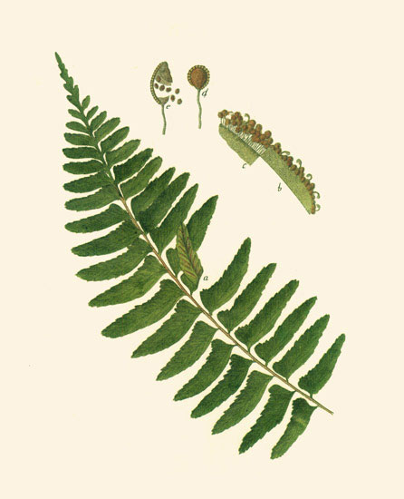 Floral for JAHRRIESNGE leaves-lpf06899  Floral JAHRRIESNGE  for leaves-lpf06899