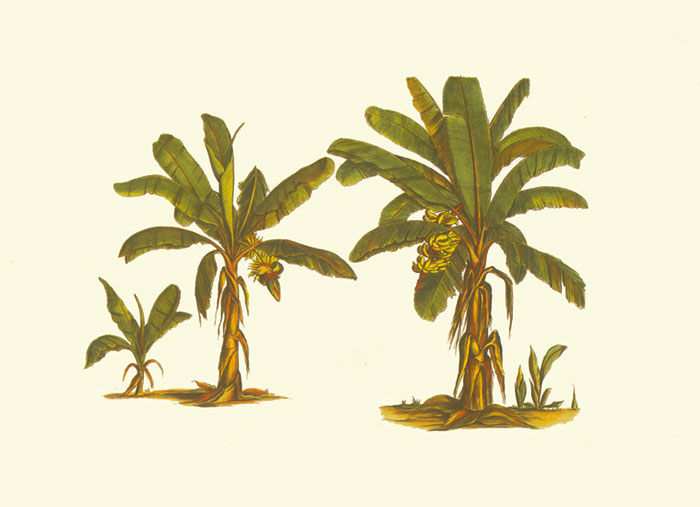 Floral for JAHRRIESNGE flowers-lpf06928  Floral JAHRRIESNGE  for flowers-lpf06928