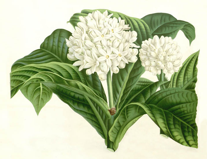 Floral for JAHRRIESNGE flowers-lpf06932  Floral JAHRRIESNGE  for flowers-lpf06932