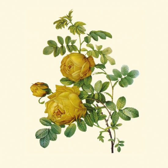 Floral for JAHRRIESNGE flowers-lpf06955  Floral JAHRRIESNGE  for flowers-lpf06955