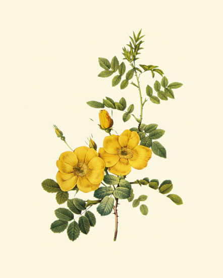 Floral for JAHRRIESNGE flowers-lpf06959 Floral JAHRRIESNGE for flowers-lpf06959