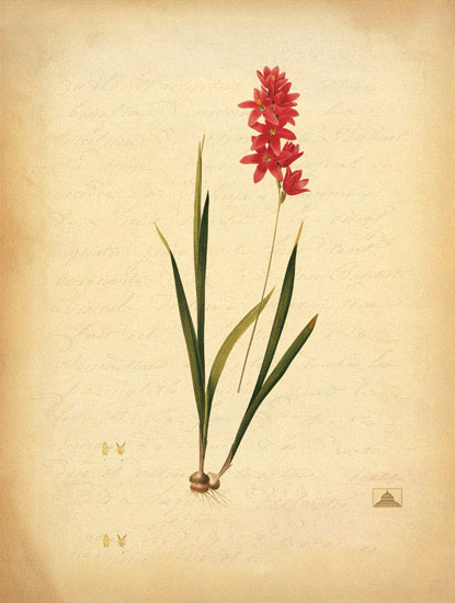 Floral for JAHRRIESNGE flowers-lpf06966 Floral JAHRRIESNGE for flowers-lpf06966