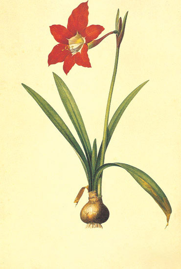 Floral for JAHRRIESNGE flowers-lpf06972 Floral JAHRRIESNGE for flowers-lpf06972