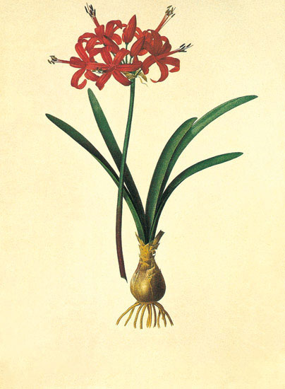 Floral for JAHRRIESNGE flowers-lpf06975 Floral JAHRRIESNGE for flowers-lpf06975