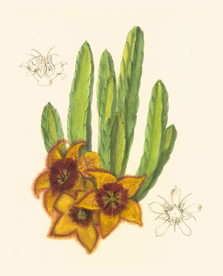 Floral for JAHRRIESNGE flowers-lpf06976 Floral JAHRRIESNGE for flowers-lpf06976