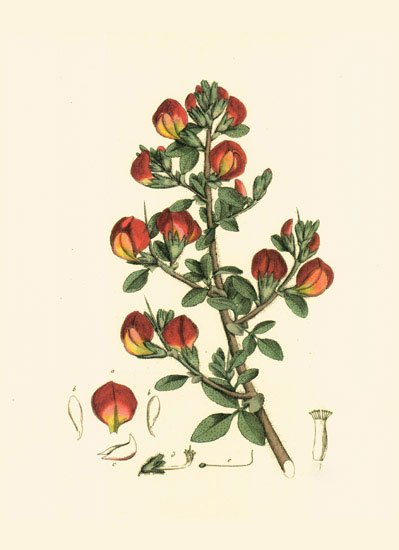 Floral for JAHRRIESNGE flowers-lpf06980  Floral JAHRRIESNGE  for flowers-lpf06980