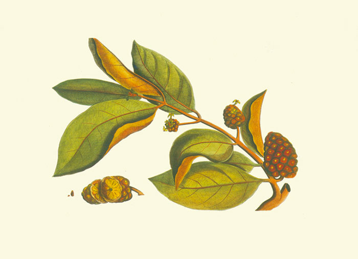 Floral for JAHRRIESNGE flowers-lpf06981 Floral JAHRRIESNGE for flowers-lpf06981