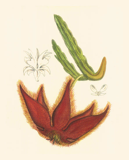 Floral for JAHRRIESNGE flowers-lpf06984 Floral JAHRRIESNGE for flowers-lpf06984