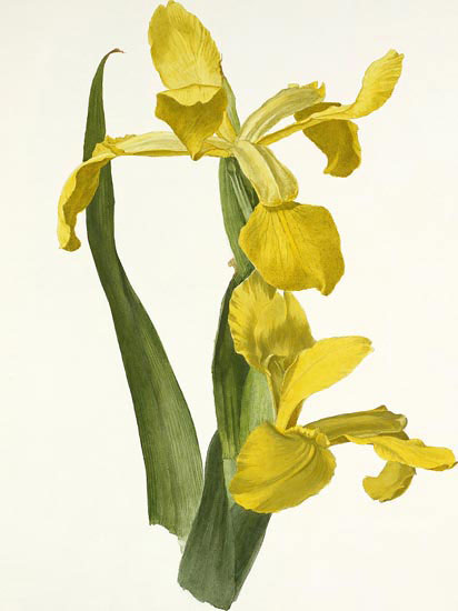 Floral for JAHRRIESNGE flowers-lpf06990  Floral JAHRRIESNGE  for flowers-lpf06990