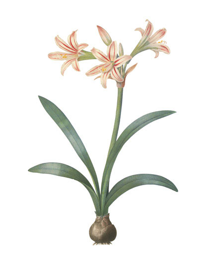 Floral for JAHRRIESNGE flowers-lpf07000 Floral JAHRRIESNGE for flowers-lpf07000