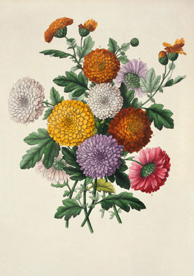 Floral for JAHRRIESNGE flowers-lpf07002 Floral JAHRRIESNGE for flowers-lpf07002