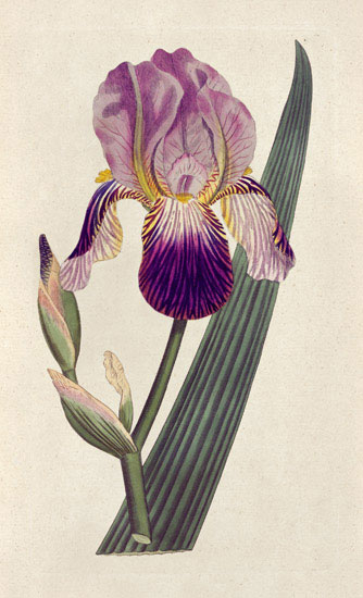 Floral for JAHRRIESNGE flowers-lpf07007 Floral JAHRRIESNGE for flowers-lpf07007