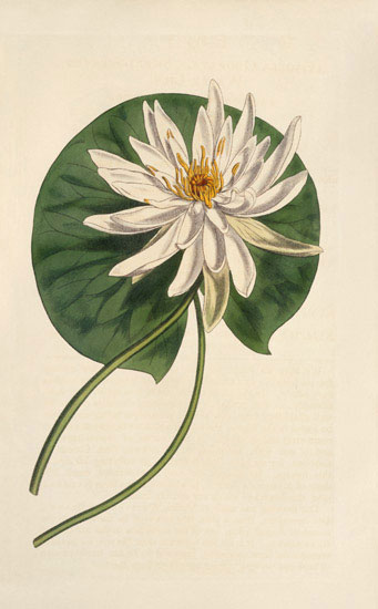 Floral for JAHRRIESNGE flowers-lpf07009 Floral JAHRRIESNGE for flowers-lpf07009