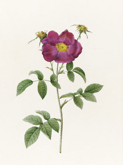 Floral JAHRRIESNGE  for flowers-lpf07014 