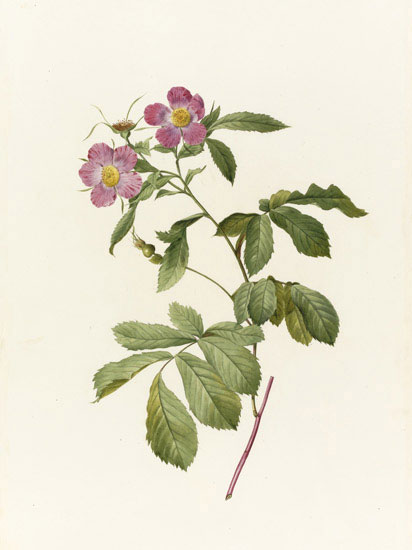 Floral for JAHRRIESNGE flowers-lpf07016 Floral JAHRRIESNGE for flowers-lpf07016