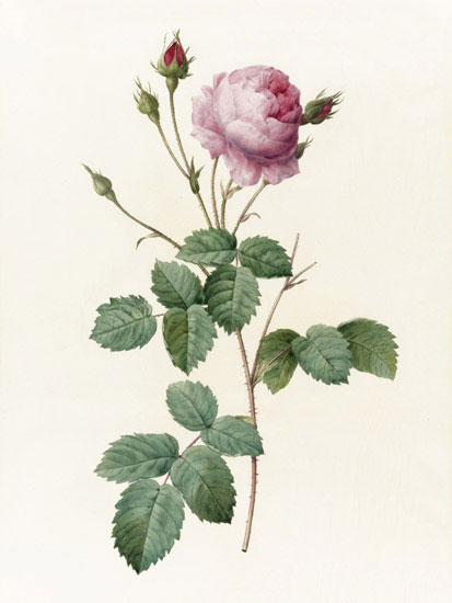 Floral for JAHRRIESNGE flowers-lpf07017 Floral JAHRRIESNGE for flowers-lpf07017