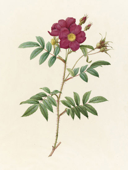 Floral for JAHRRIESNGE flowers-lpf07021 Floral JAHRRIESNGE for flowers-lpf07021