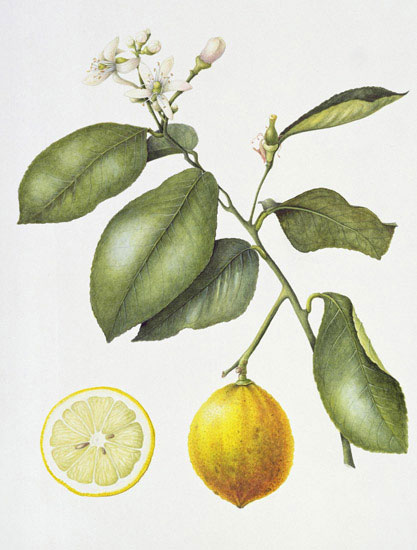 Floral for JAHRRIESNGE flowers-lpf07025  Floral JAHRRIESNGE  for flowers-lpf07025