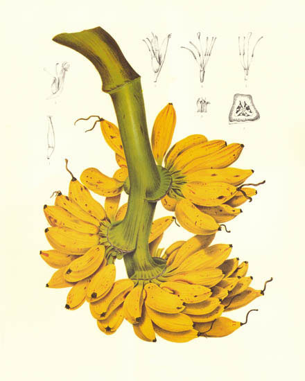 Floral for JAHRRIESNGE flowers-lpf07026 Floral JAHRRIESNGE for flowers-lpf07026