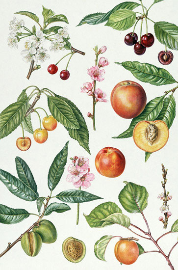 Floral for JAHRRIESNGE flowers-lpf07030 Floral JAHRRIESNGE for flowers-lpf07030