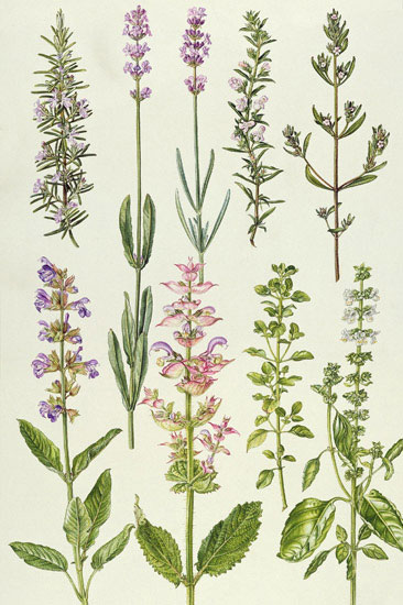 Floral for JAHRRIESNGE flowers-lpf07035 Floral JAHRRIESNGE for flowers-lpf07035