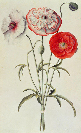 Floral for JAHRRIESNGE flowers-lpf07041 Floral JAHRRIESNGE for flowers-lpf07041