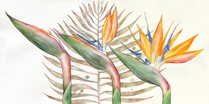 Floral for JAHRRIESNGE flowers-lpf07104 Floral JAHRRIESNGE for flowers-lpf07104