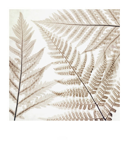 Floral for JAHRRIESNGE flowers-lpf07207 Floral JAHRRIESNGE for flowers-lpf07207