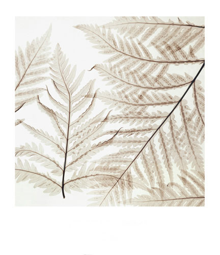 Floral for JAHRRIESNGE flowers-lpf07208 Floral JAHRRIESNGE for flowers-lpf07208