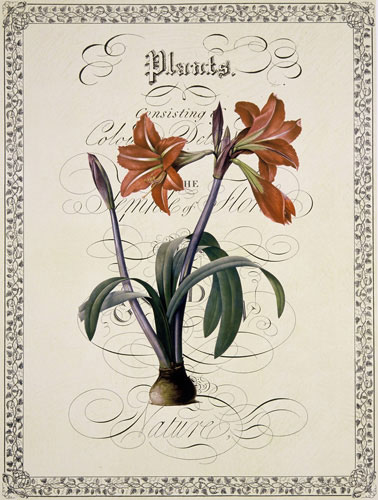 Floral for JAHRRIESNGE flowers-lpf07222 Floral JAHRRIESNGE for flowers-lpf07222