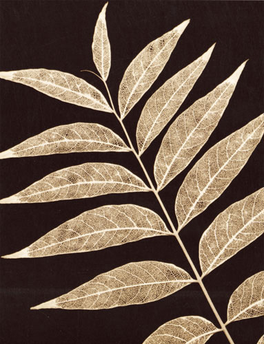 Floral for JAHRRIESNGE flowers-lpf07227 Floral JAHRRIESNGE for flowers-lpf07227