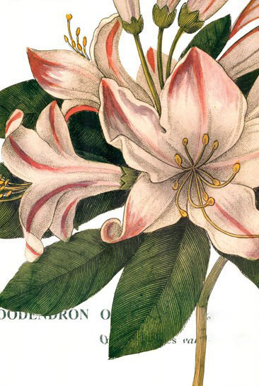 Floral for JAHRRIESNGE flowers-lpf07282 Floral JAHRRIESNGE for flowers-lpf07282