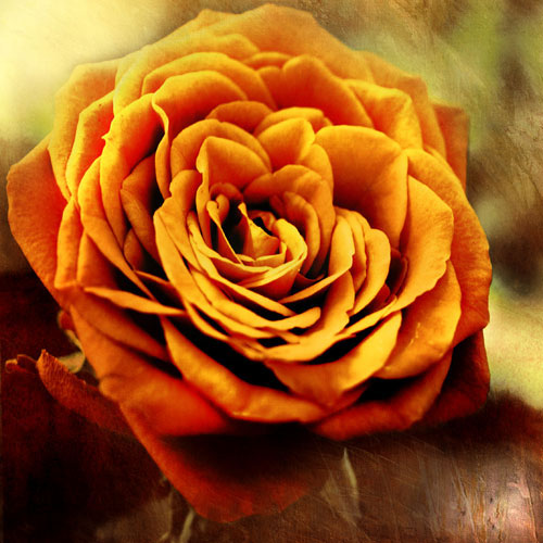 Floral for JAHRRIESNGE flowers-lpf07533 Floral JAHRRIESNGE for flowers-lpf07533