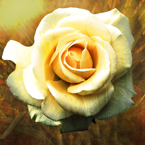 Floral for JAHRRIESNGE flowers-lpf07537 Floral JAHRRIESNGE for flowers-lpf07537