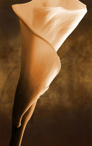 Floral for JAHRRIESNGE flowers-lpf07592 Floral JAHRRIESNGE for flowers-lpf07592