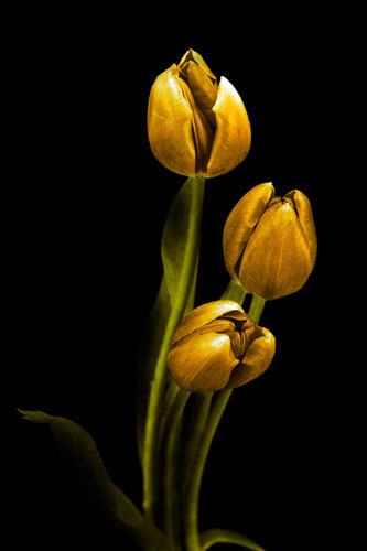 Floral for JAHRRIESNGE flowers-lpf07604  Floral JAHRRIESNGE  for flowers-lpf07604