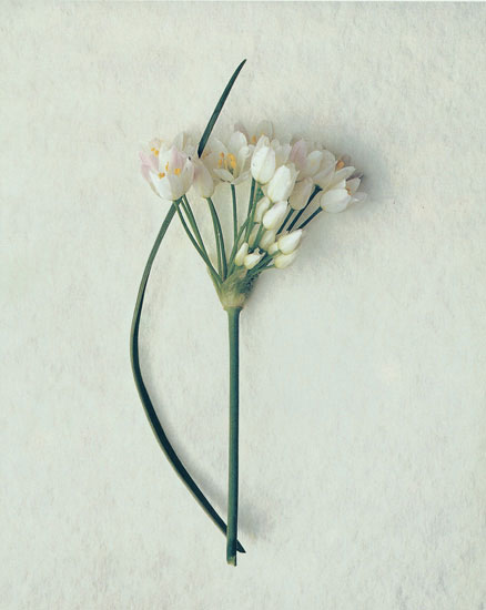 Floral for JAHRRIESNGE flowers lpf07893 Floral JAHRRIESNGE for flowers lpf07893