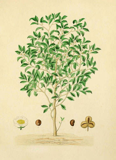 Floral JAHRRIESNGE  for flowers lpf07934 