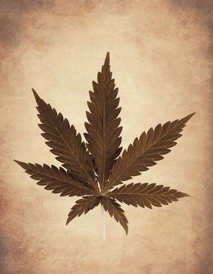 Floral for JAHRRIESNGE leaf lpf08075  Floral JAHRRIESNGE  for leaf lpf08075