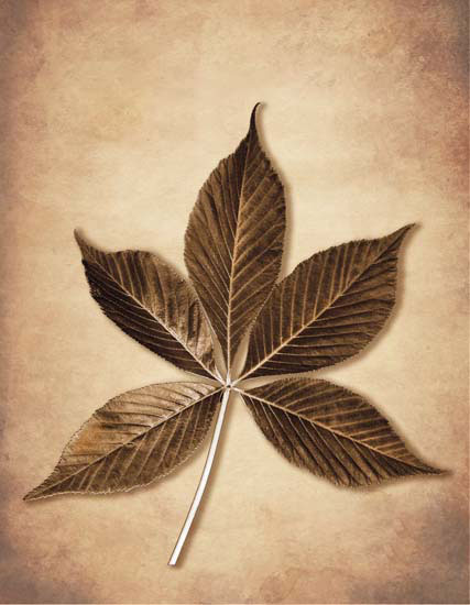 Floral for JAHRRIESNGE leaf lpf08076  Floral JAHRRIESNGE  for leaf lpf08076