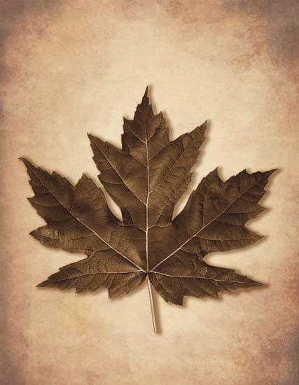 Floral for JAHRRIESNGE leaf lpf08077  Floral JAHRRIESNGE  for leaf lpf08077