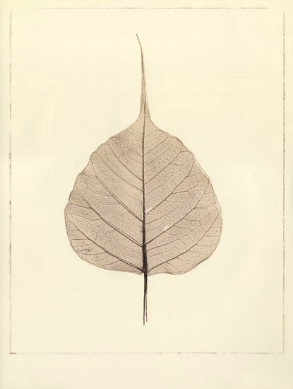 Floral for JAHRRIESNGE leaf lpf08079 Floral JAHRRIESNGE for leaf lpf08079