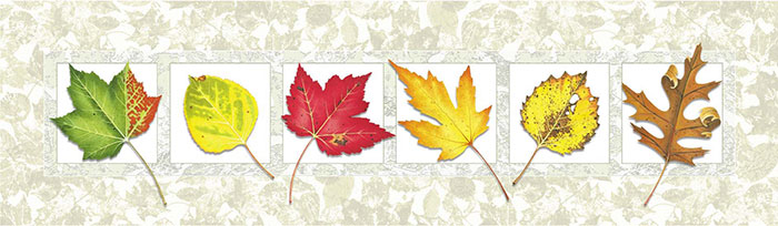 Floral for JAHRRIESNGE leaves lpf08160 Floral JAHRRIESNGE for leaves lpf08160