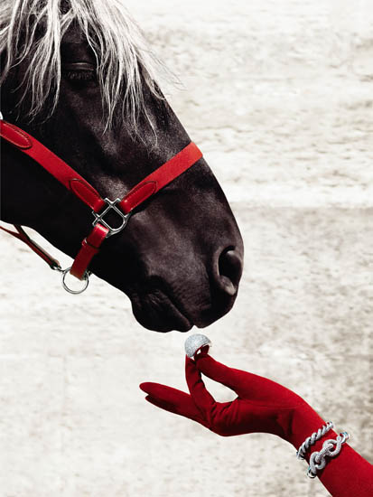 Animals for Jahrriesnge horse lpf08645  Animals Jahrriesnge  for horse lpf08645