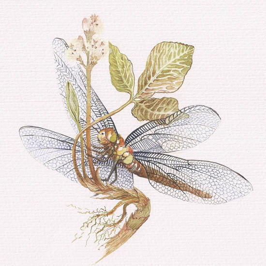 Animals for Jahrriesnge dragonfly lpf08678  Animals Jahrriesnge  for dragonfly lpf08678