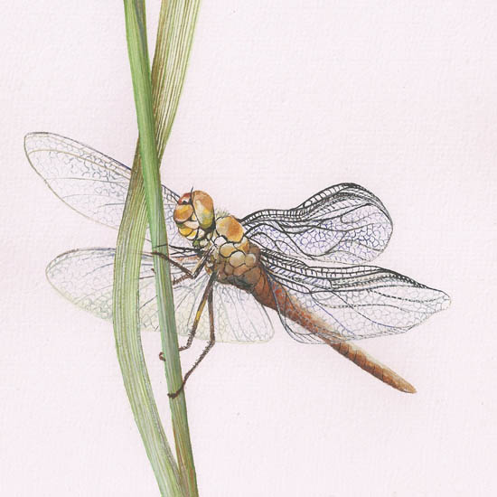 Animals for Jahrriesnge dragonfly lpf08680 Animals Jahrriesnge for dragonfly lpf08680